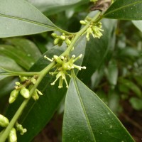 Sarcococca zeylanica Baill.